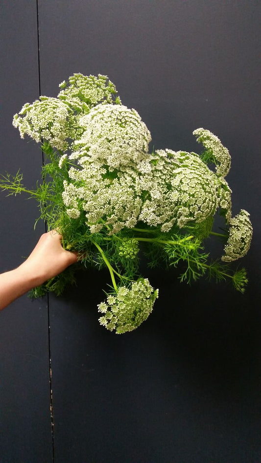 What Spring can teach us about slow living and sustainable growth 🌸